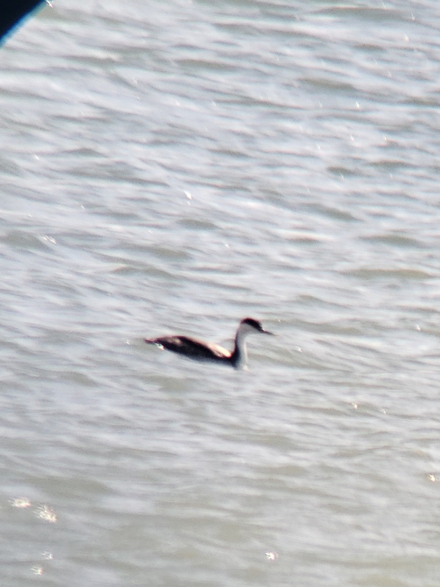 İnce Gagalı Batağan - ML616219561