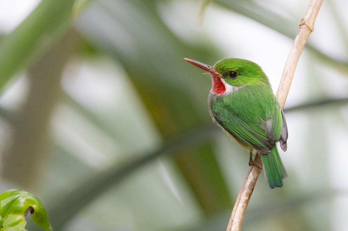 Puerto Rican Tody - ML616219563