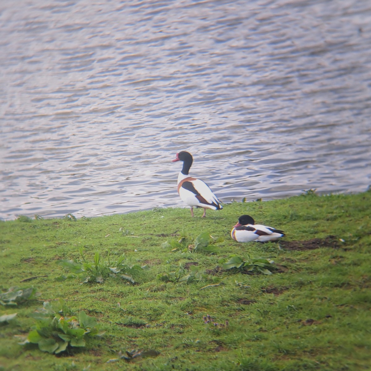 Common Shelduck - ML616219574