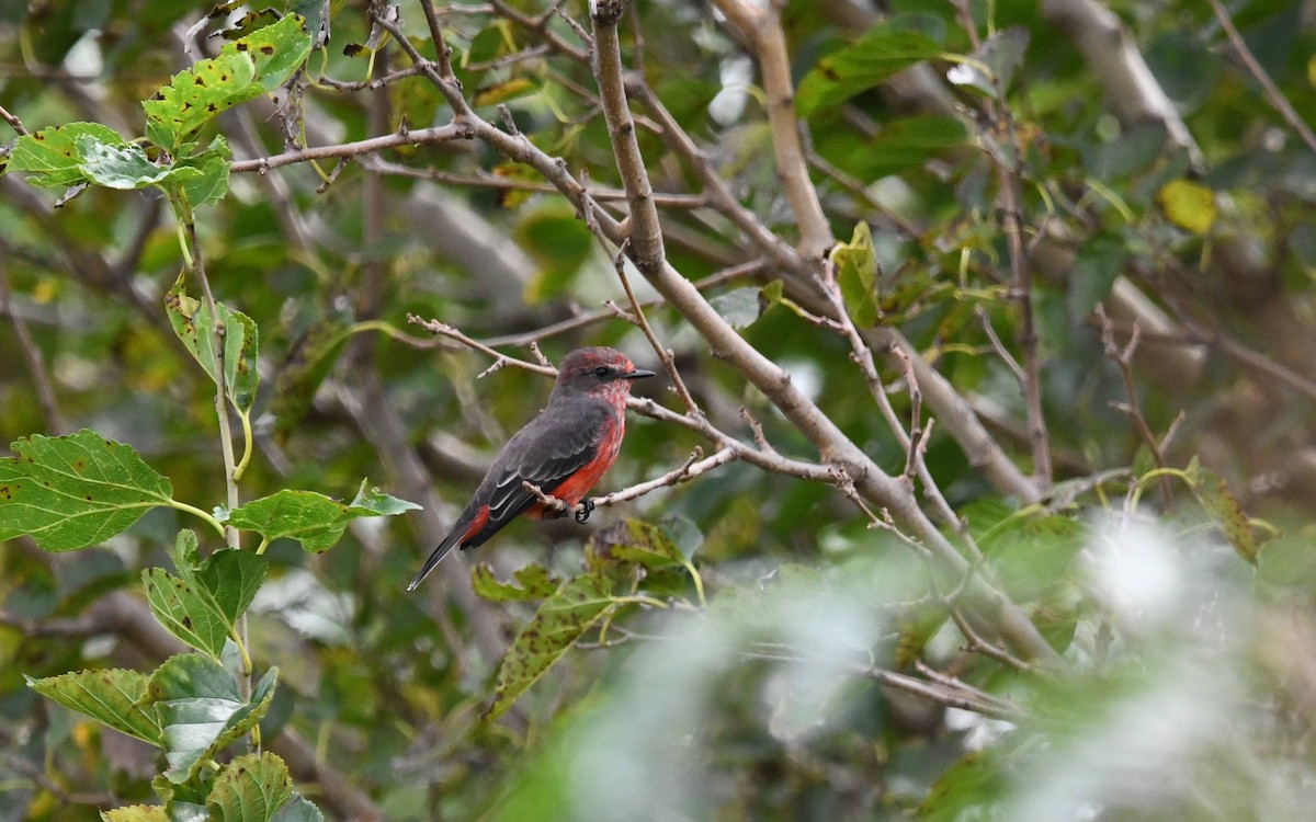 Vermilion Flycatcher - ML616219607