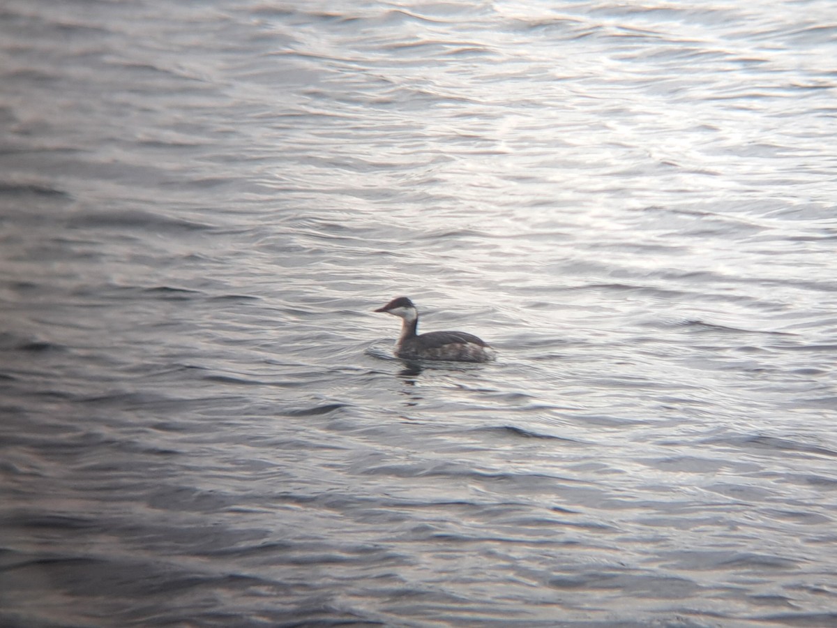 Horned Grebe - ML616219608