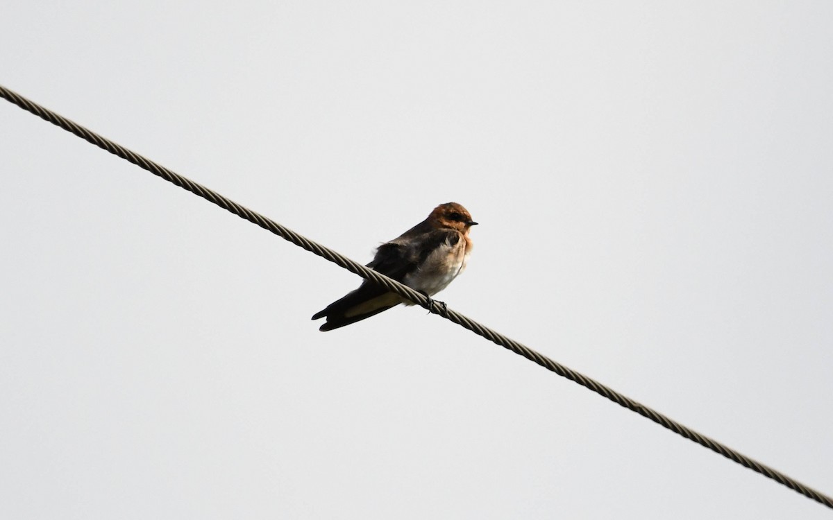 Tawny-headed Swallow - ML616219612
