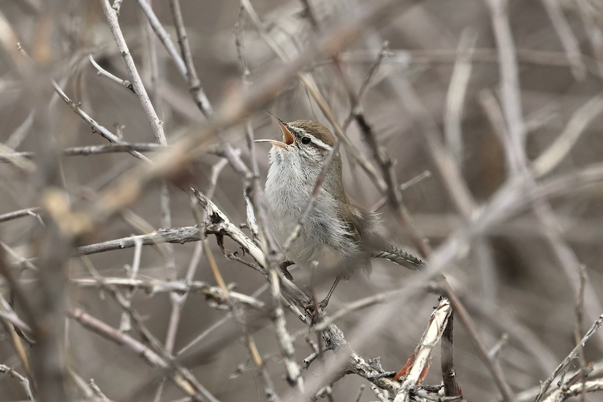 Bewick's Wren - ML616219618