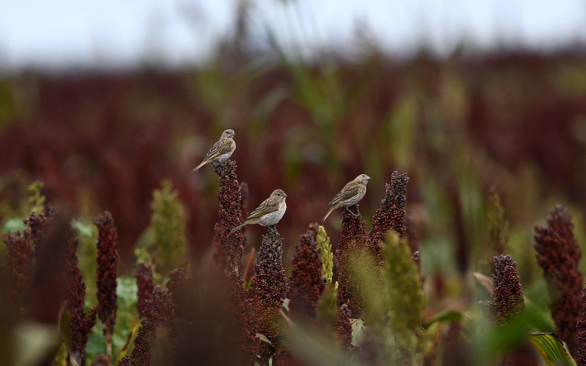 Saffron Finch - ML616219621