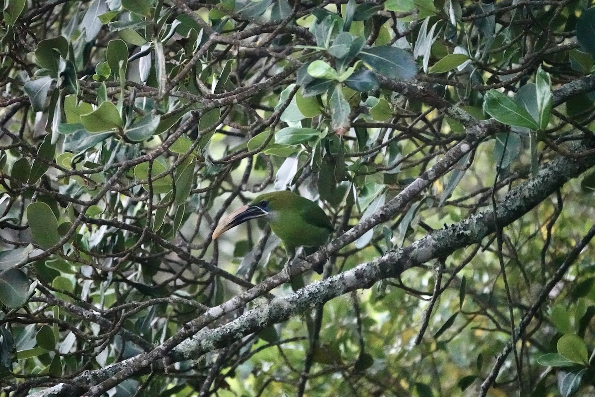 Southern Emerald-Toucanet (Santa Marta) - ML616219641