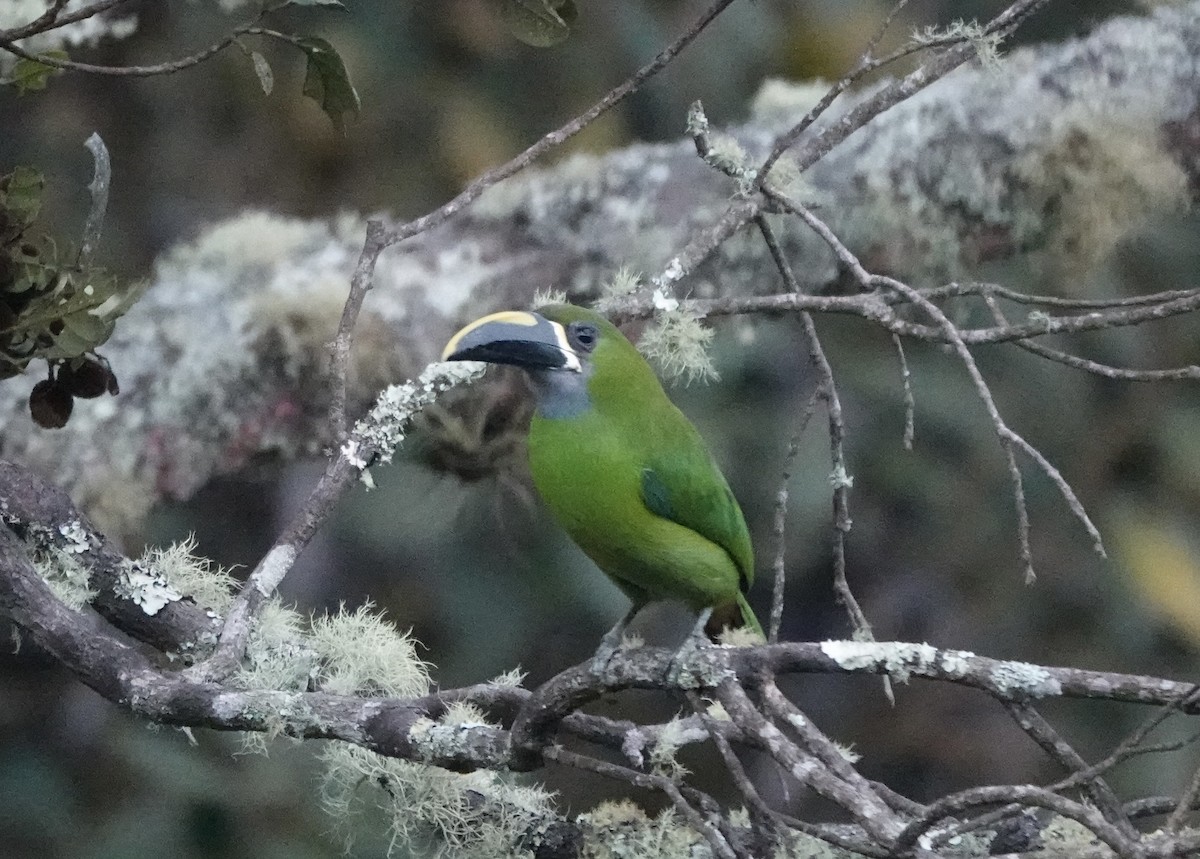 Southern Emerald-Toucanet (Santa Marta) - ML616219643