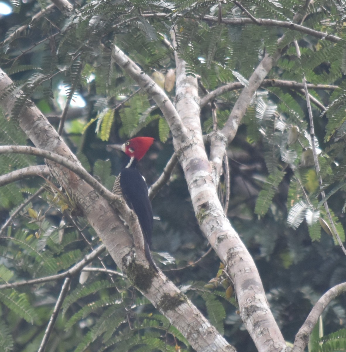 Crimson-crested Woodpecker - Bill Tweit