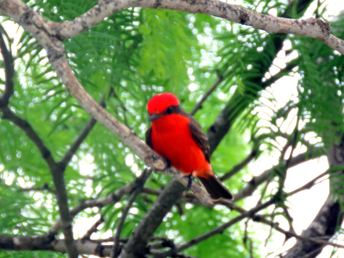 Vermilion Flycatcher - ML616219670