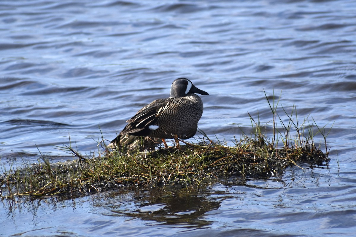 Blue-winged Teal - ML616219714
