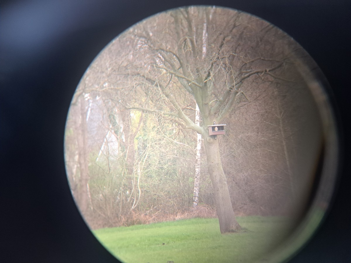 Eurasian Kestrel - ML616219718