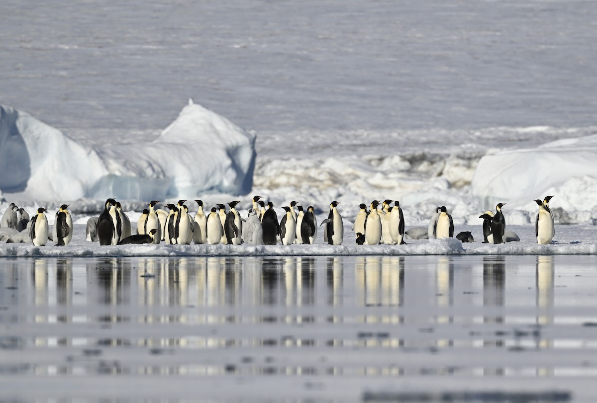 Emperor Penguin - ML616219766