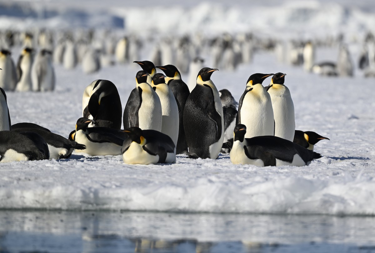 Emperor Penguin - ML616219769