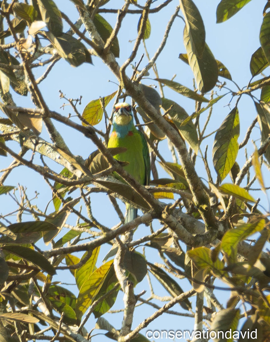 Coppersmith Barbet - ML616219801