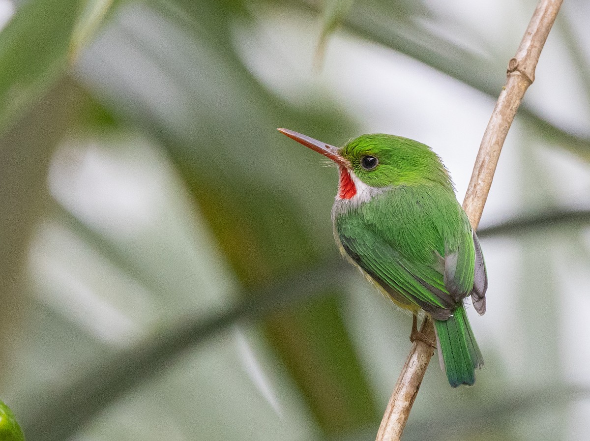 Puerto Rican Tody - ML616219882