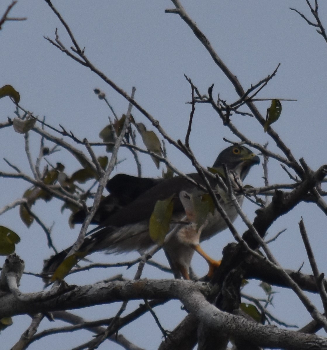 Double-toothed Kite - ML616219936