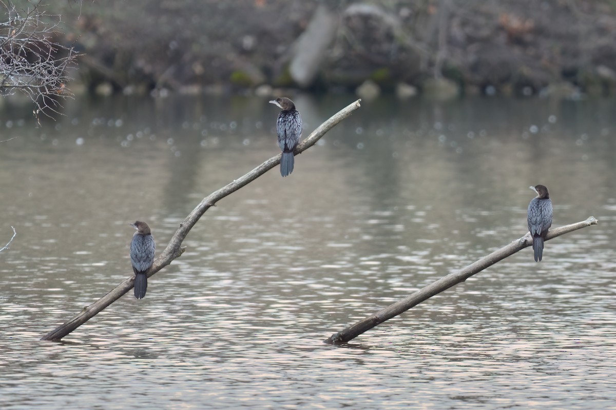 Pygmy Cormorant - ML616219940