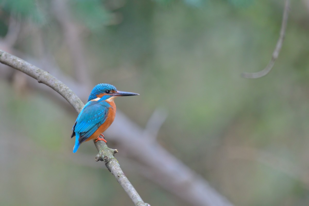 Common Kingfisher - ML616219943