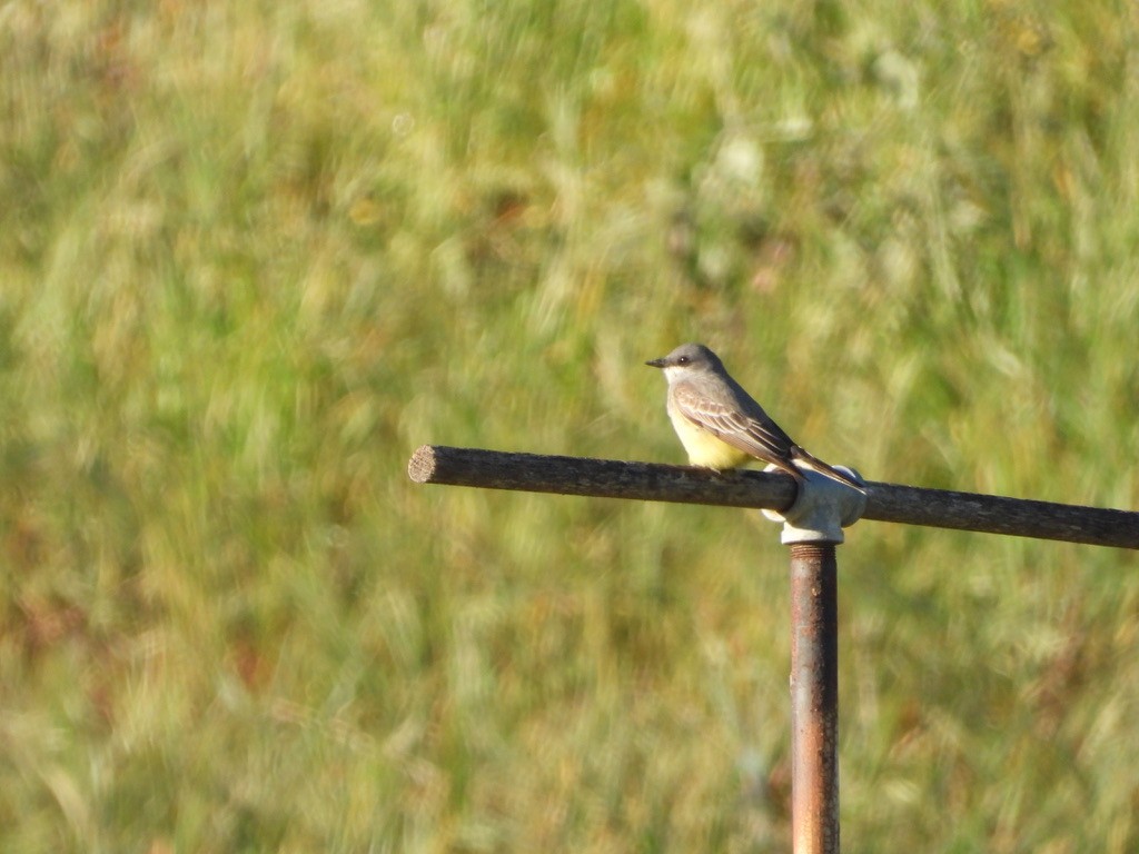 Cassin's Kingbird - Jane Schrenzel