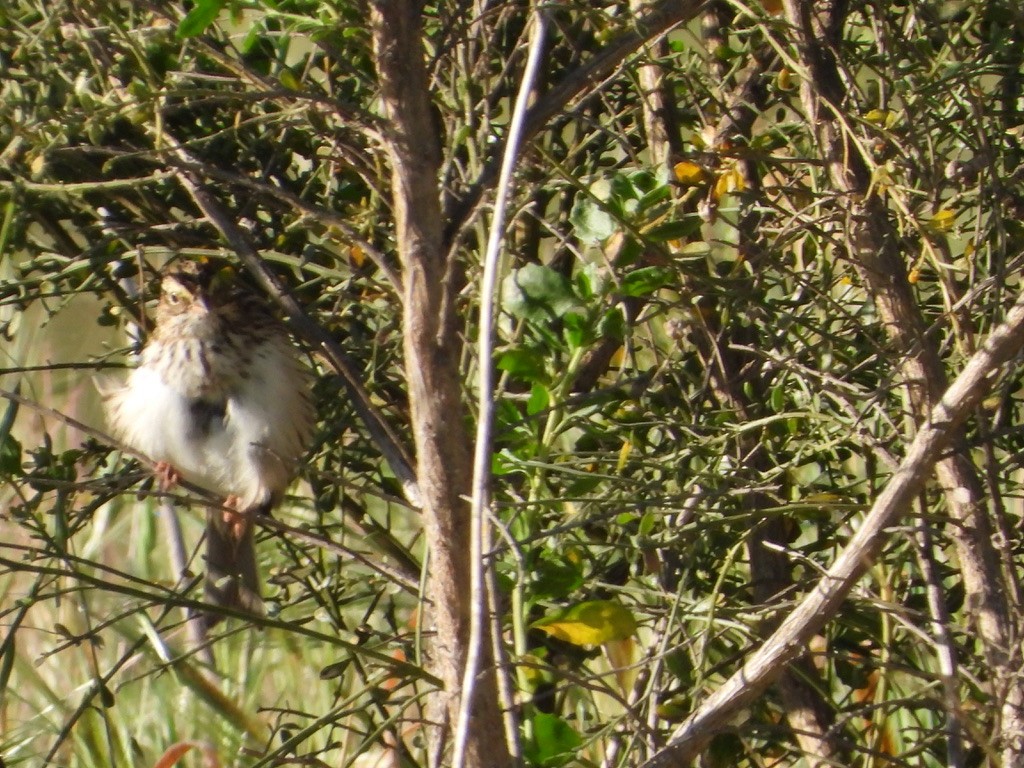 Lincoln's Sparrow - ML616219982