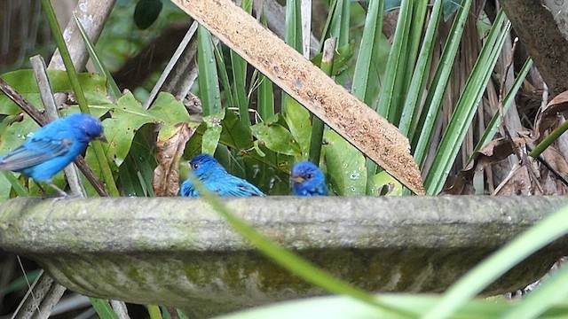 Indigo Bunting - ML616219993