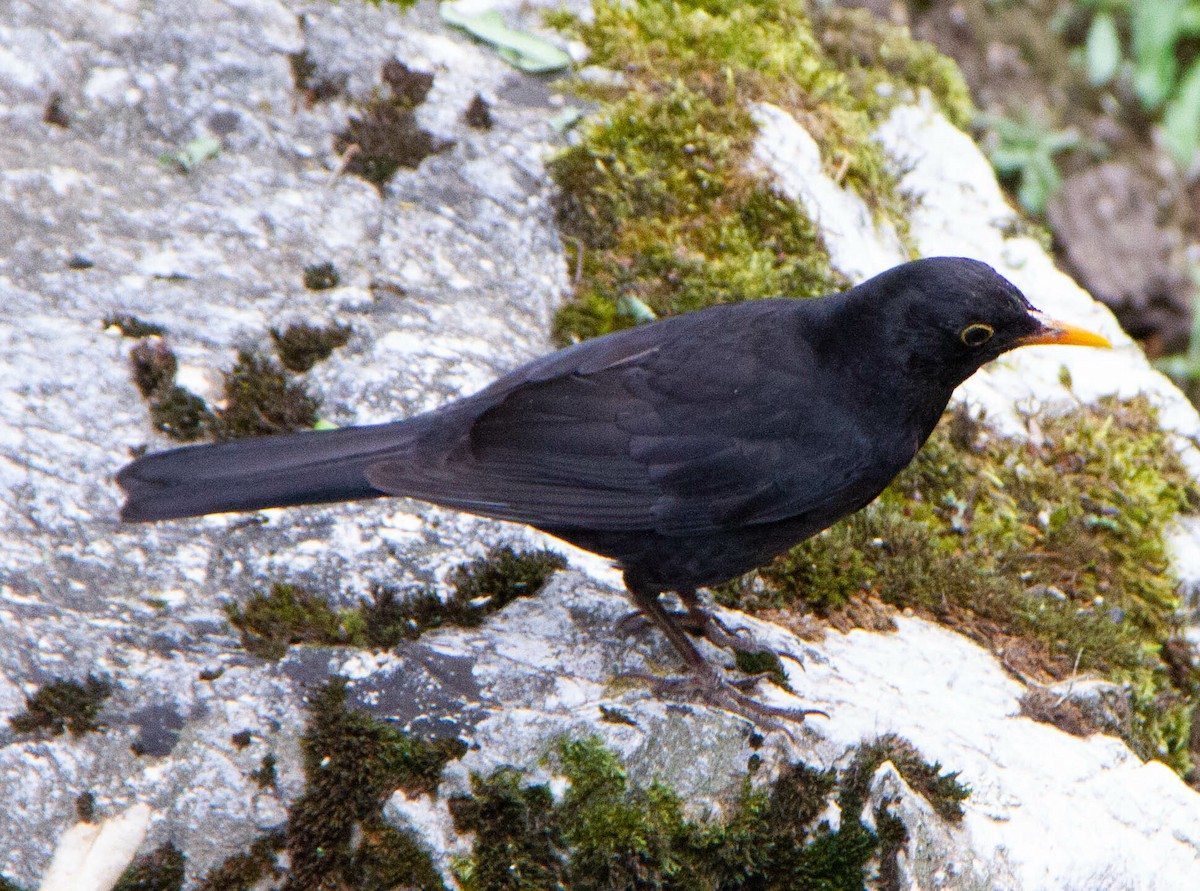 Eurasian Blackbird - ML616220008