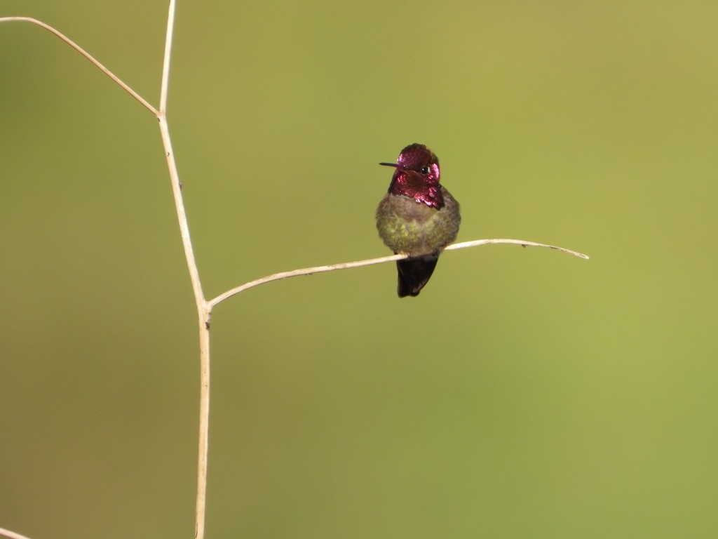 Anna's Hummingbird - ML616220013