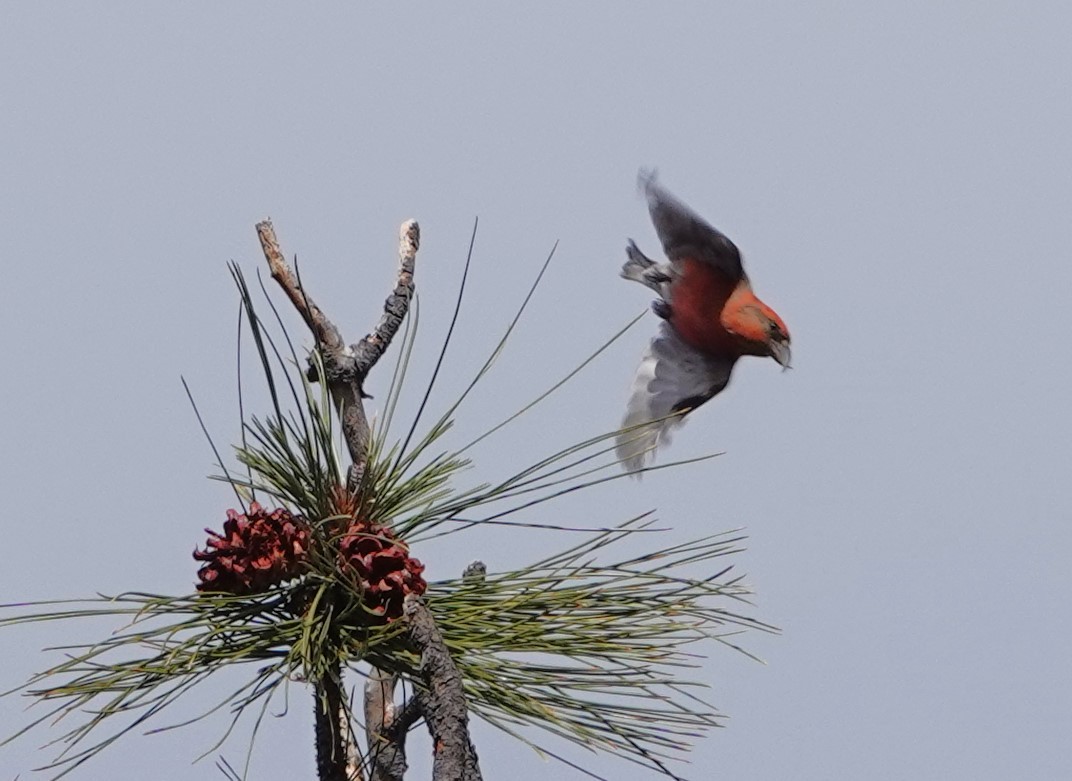 Red Crossbill - Rene Laubach