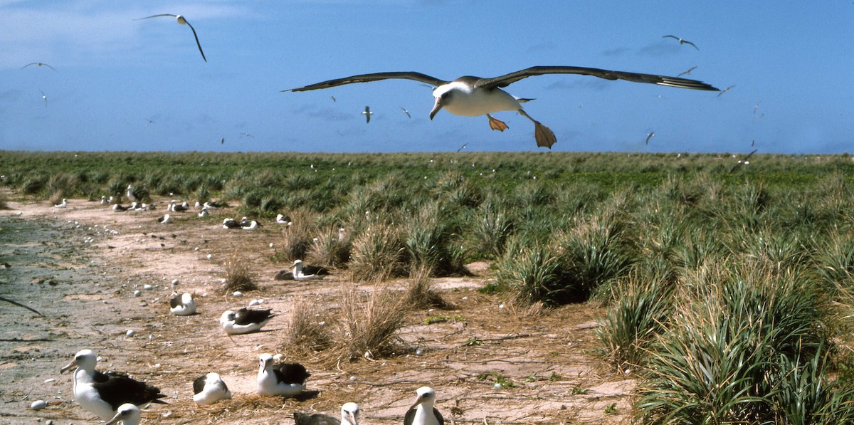 albatros laysanský - ML616220068
