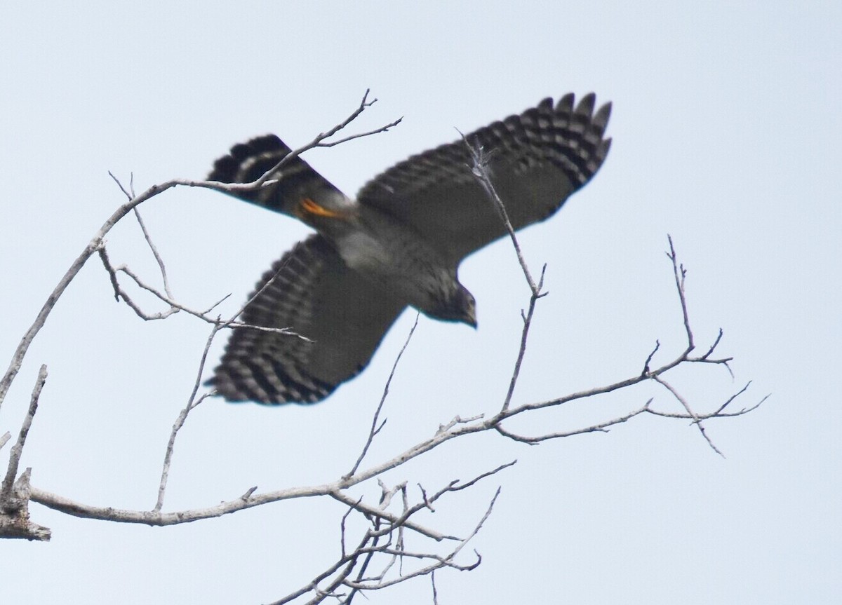 Double-toothed Kite - ML616220112