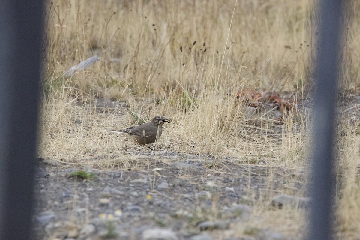 Black-billed Shrike-Tyrant - ML616220115