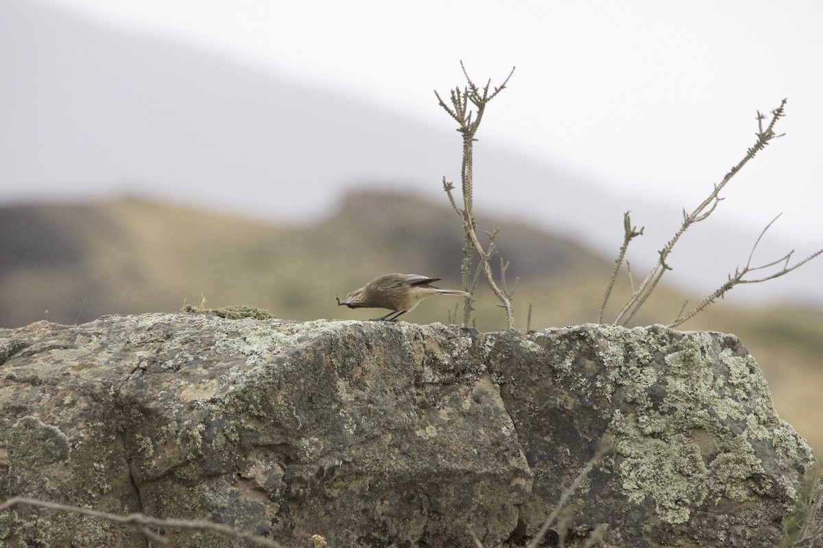 Black-billed Shrike-Tyrant - ML616220116