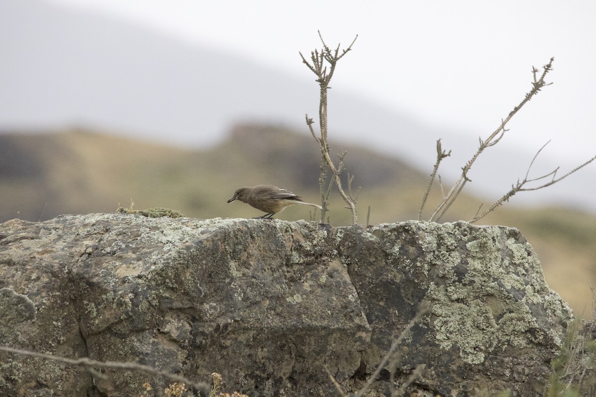 Black-billed Shrike-Tyrant - ML616220117