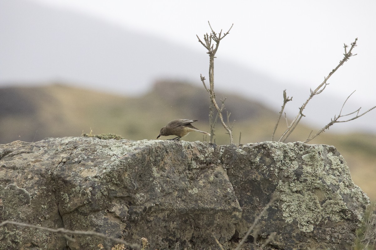 Black-billed Shrike-Tyrant - ML616220118