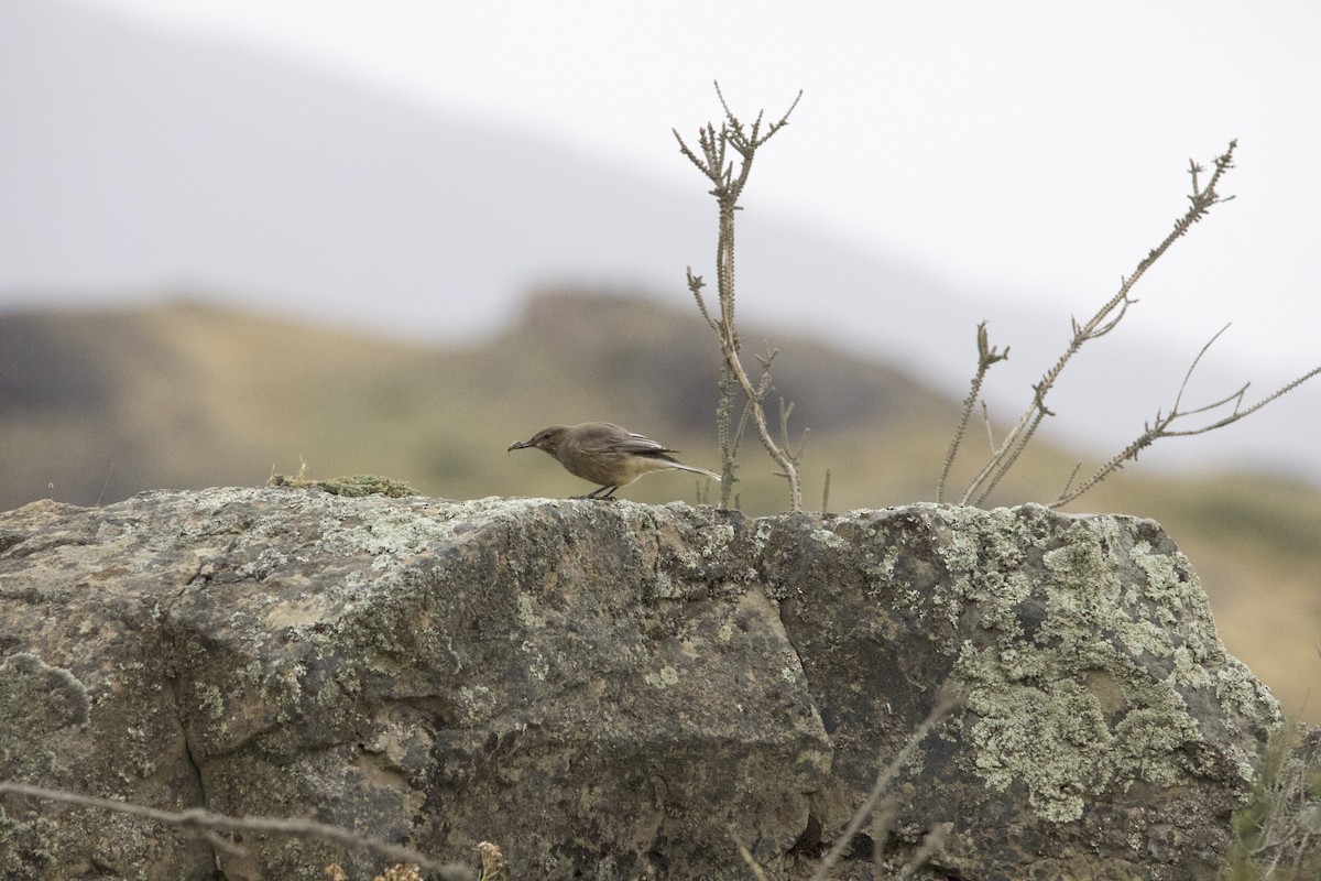 Black-billed Shrike-Tyrant - ML616220119