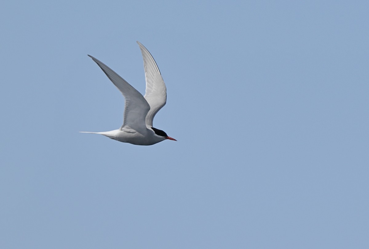 Antarctic Tern - ML616220123