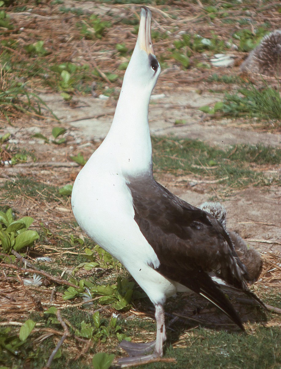 黑背信天翁 - ML616220127