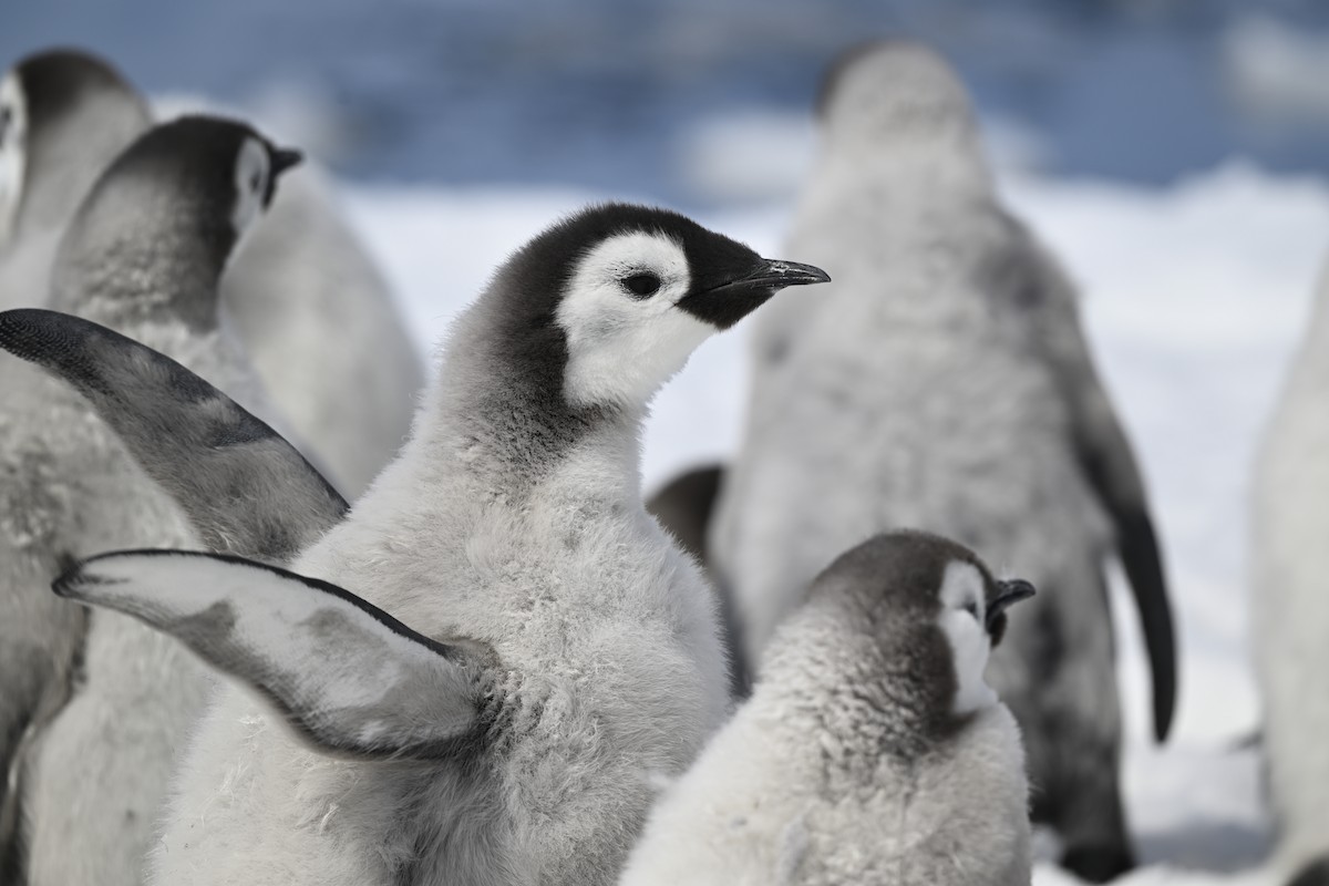 Emperor Penguin - Paul Dufour