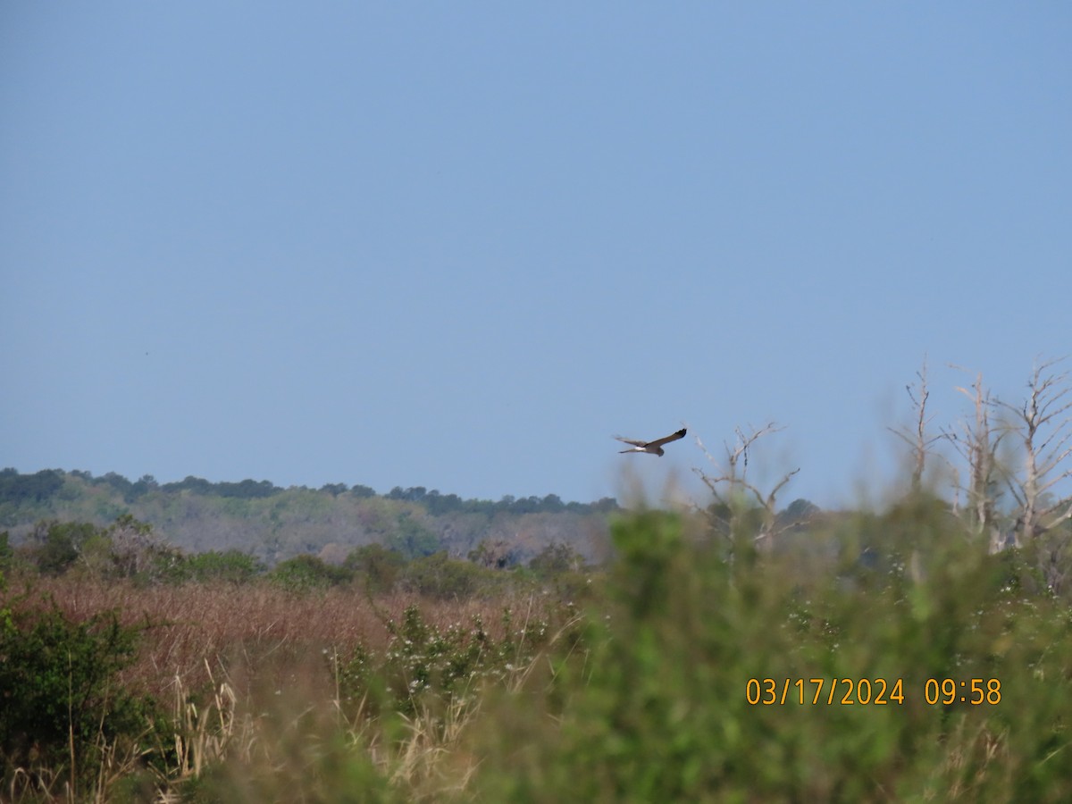 Aguilucho de Hudson - ML616220174