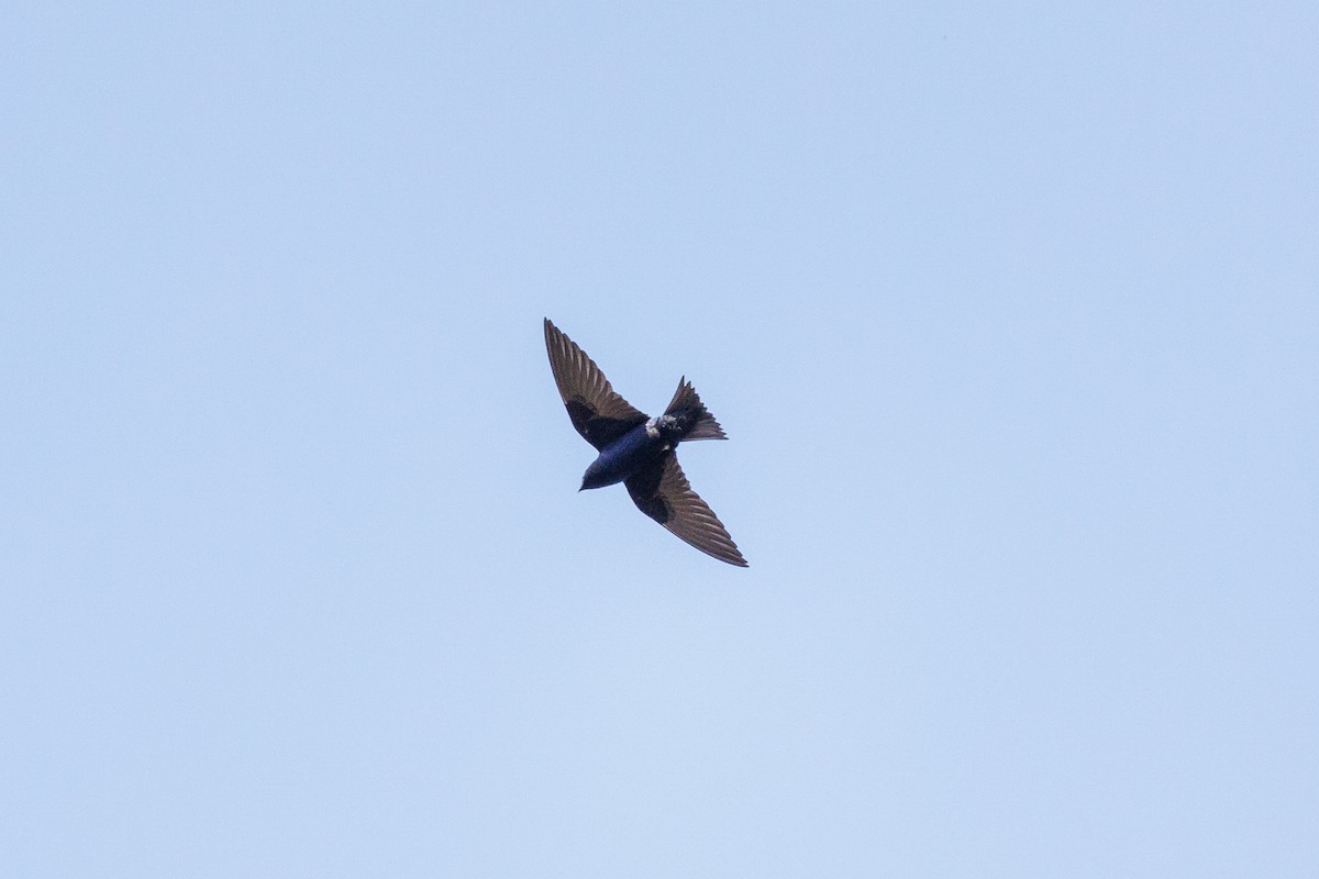 Purple Martin - ML616220177