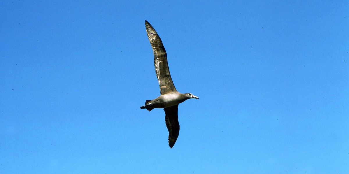 Albatros à pieds noirs - ML616220178