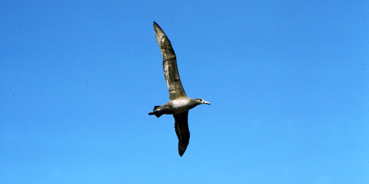 Schwarzfußalbatros - ML616220178