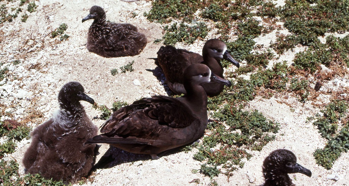 albatros černonohý - ML616220192