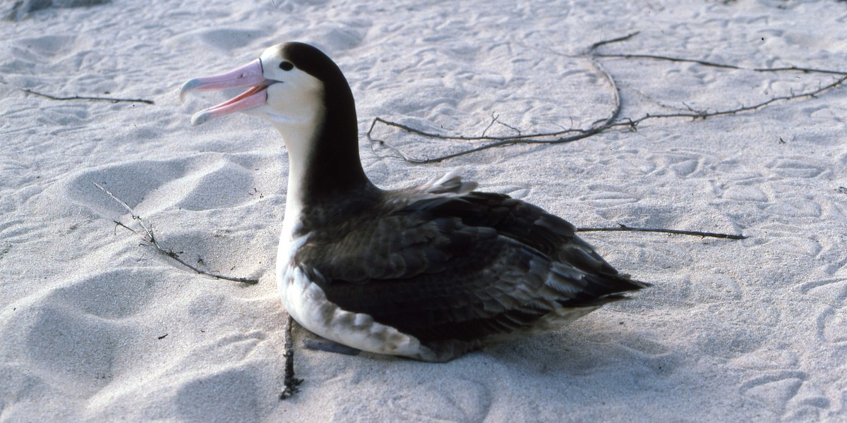 Short-tailed Albatross - ML616220200