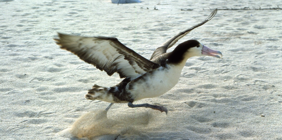 albatros bělohřbetý - ML616220220