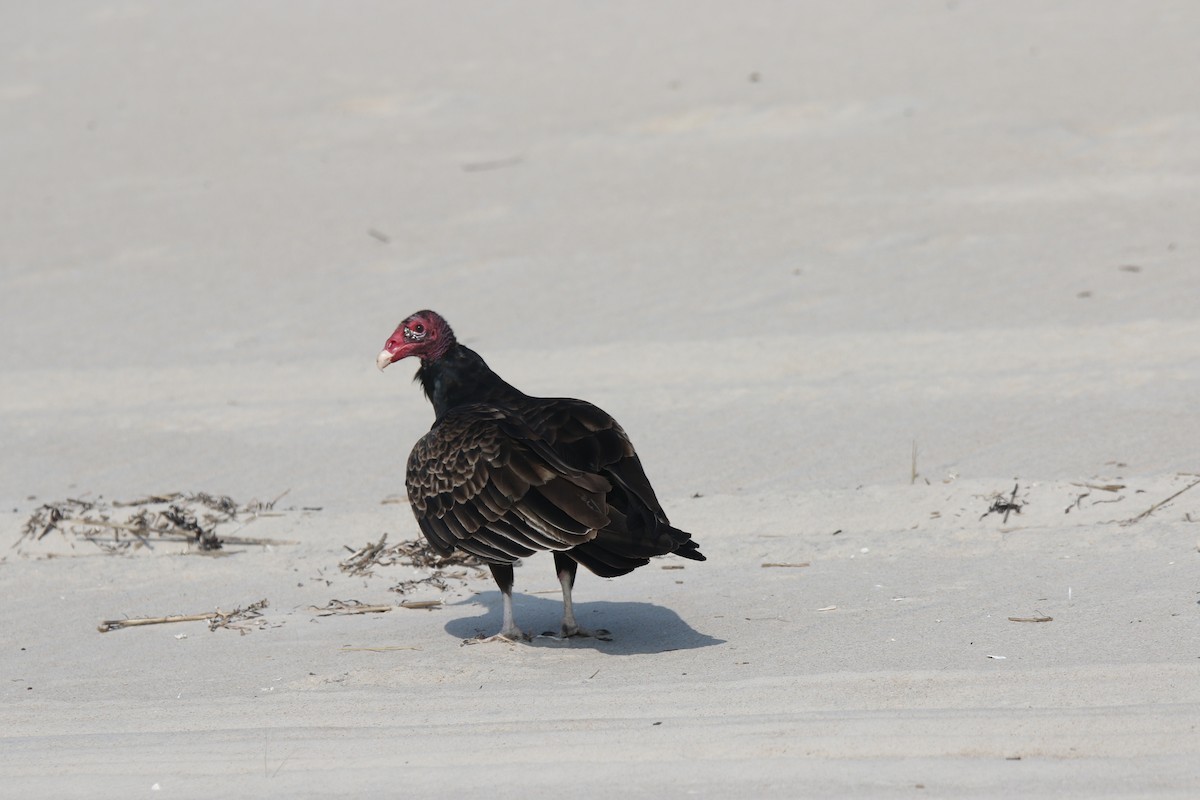 Turkey Vulture (Northern) - Scott Clark