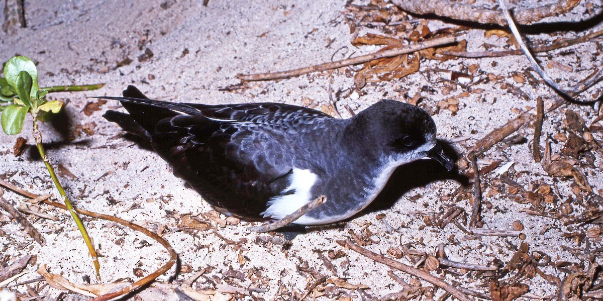 Petrel de las Bonin - ML616220240