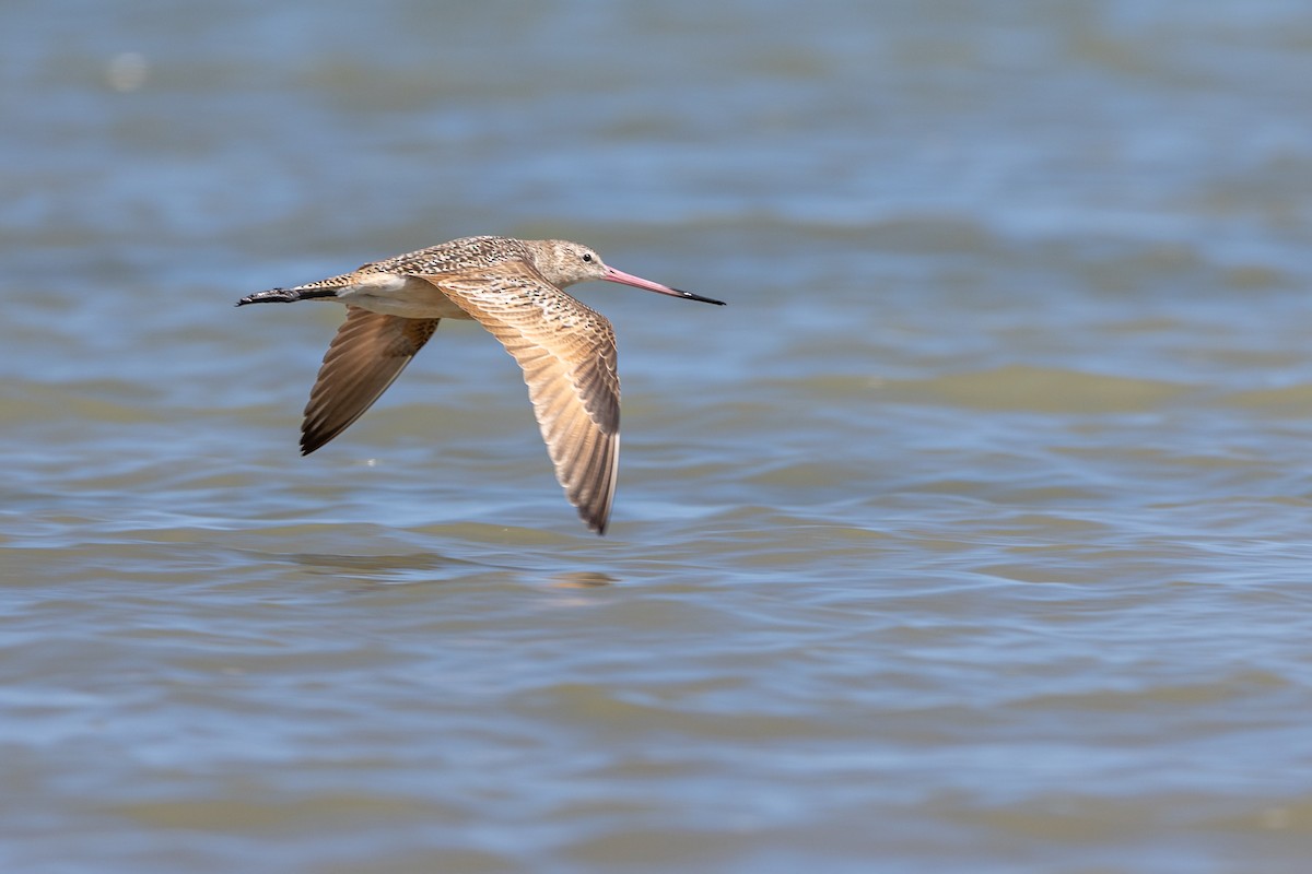 Marbled Godwit - ML616220260