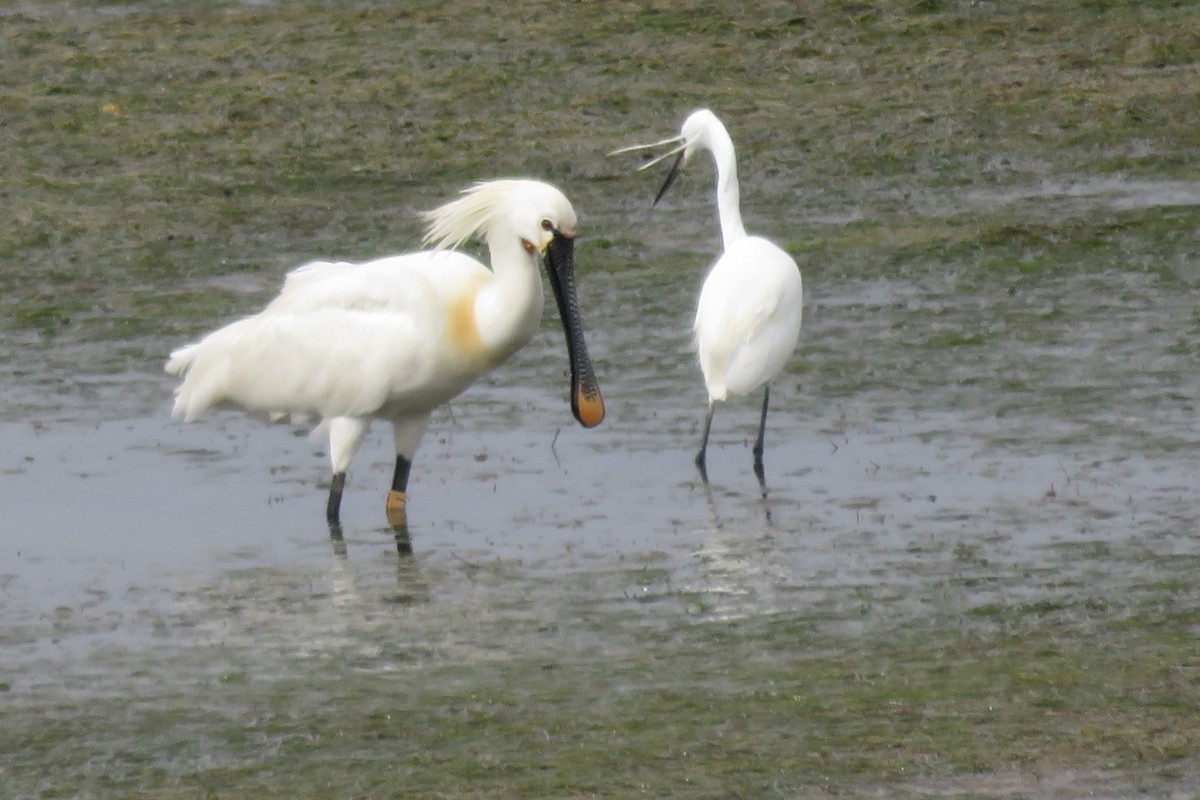 Eurasian Spoonbill - Michel Marsan