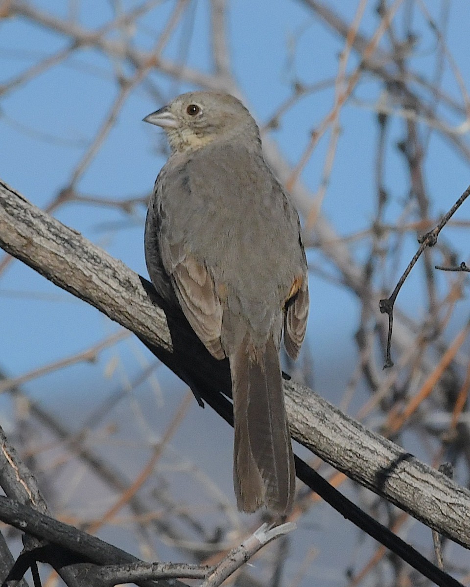 Canyon Towhee - ML616220301