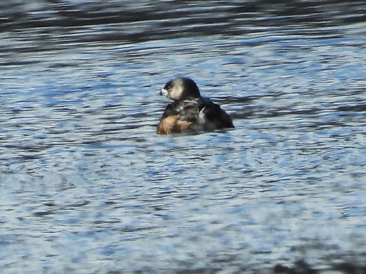 Pied-billed Grebe - Susan Gowen